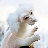 Gambar Plush Toy Falkor From The Neverending Story Plush Doll Birthday Gift dari Hoki selle 78 undefined 5 Tokopedia