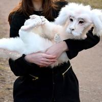 Gambar Plush Toy Falkor From The Neverending Story Plush Doll Birthday Gift dari Hoki selle 78 undefined 2 Tokopedia
