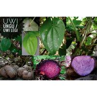 Gambar (1kg)uwi ungu/uwi legi/umbi uwi/ready fresh fifpep 4553cg dari JUPTALEFO undefined 3 Tokopedia
