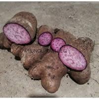 Gambar (1kg)uwi ungu/uwi legi/umbi uwi/ready fresh fifpep 4553cg dari JUPTALEFO undefined 2 Tokopedia