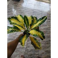 Gambar puring koleksi bali kuning berkualitas baik seperti di f feezgr 0881wa dari Matussa undefined 4 Tokopedia