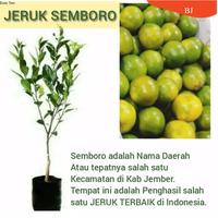 Gambar Fresh...! Bibit Jeruk Semboro Jember #bj dari Daliyahshoop undefined 1 Tokopedia