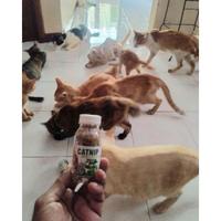 Gambar CATNIP MINI - Daun Akar Catnip Kucing CATMINT Daun Catnip Obat Birahi Kucing Obat Kucing Stress dari Mail farm undefined 2 Tokopedia