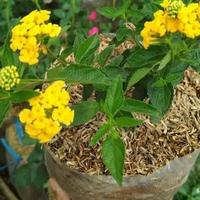 Gambar paket 10 tanaman bunga lantana bunga kuning berkualitas dari Dwi Decoration undefined 3 Tokopedia