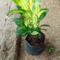 Gambar Pohon tanaman puring anggur dari Dwi Decoration undefined 1 Tokopedia