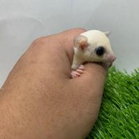 Gambar Sugar Glider Sg Leucistic Joy Lucu Meriah - Sepasang dari chana fishstore undefined 3 Tokopedia