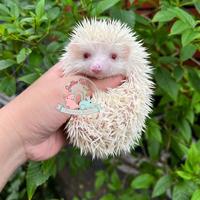 Gambar Landak Mini Hedgehog Landak Susu Albino Charcoal Tobiano Pinto Sp dari chana fishstore undefined 2 Tokopedia