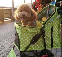Gambar 3 Wheel Foldable Pet Strollers Washable Pet Prams Travel Stroller Pushchair Pet Pram dari Feludzz6925 undefined 2 Tokopedia