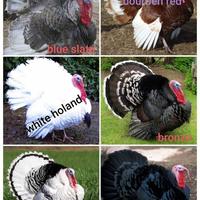 Gambar DAGING TURKEY CHIKEN AYAM KALKUN SEGAR FRESS BERAT 4-5 KG - 6 dari kasminiharuka undefined 5 Tokopedia