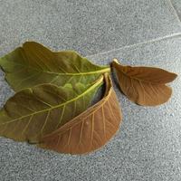 Gambar Daun Jati Muda Segar Ecoprint 250gram untuk obat herbal Limited dari raffasyahafis undefined 1 Tokopedia