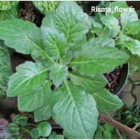 Gambar POHON HERBAL DEWA / TANAMAN HERBAL dari potshop99 undefined 1 Tokopedia