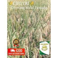 Gambar Benih padi CIPUTRI Ciherang malai panjang kemasan 5 kg dari Tani Berkah Padi undefined 1 Tokopedia
