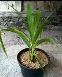 Gambar tanaman hias Anggrek Tanah Spathoglottis - bunga hias anggrek tanah - tanaman hias hidup anggrek tanah - bunga hidup anggrek tanah dari Bunga hias taman undefined 2 Tokopedia