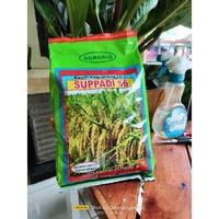 Gambar benih padi supadi 56 hibrida - suppadi dari jaya tani by undefined 4 Tokopedia