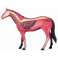 Gambar Animal Organ Anatomy Model 4D Horse Intelligence Assembling Toy Teaching Anatomy Model DIY Popular Science Appliances dari sinatstore undefined 5 Tokopedia