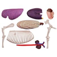 Gambar Animal Organ Anatomy Model 4D Horse Intelligence Assembling Toy Teaching Anatomy Model DIY Popular Science Appliances dari sinatstore undefined 1 Tokopedia