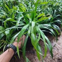 Gambar Pohon Pandan Suji - Tanaman Sugi hijau - Bisa Media Air dari ANEKA PLANT STORE undefined 2 Tokopedia