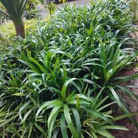 Gambar Pohon Pandan Suji - Tanaman Sugi hijau - Bisa Media Air dari ANEKA PLANT STORE undefined 3 Tokopedia