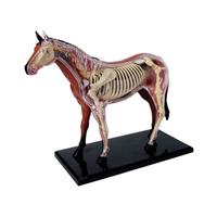 Gambar Animal Organ Anatomy Model 4D Horse Intelligence Assembling Toy Teaching Anatomy Model DIY Popular Science Appliances dari sinatstore undefined 4 Tokopedia