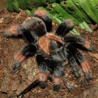 Gambar PTC Voucher | Brachypelma Emilia BERKUALITAS dari lianaangella undefined 3 Tokopedia
