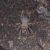 Gambar PTC Voucher | Brachypelma Emilia BERKUALITAS dari lianaangella undefined 1 Tokopedia