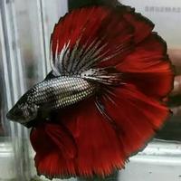 Gambar PPC Ikan Cupang Halfmoon Rosetail Red Cooper Size ( XL ) Jumbo Full Block TERLARIS dari lianaangella undefined 1 Tokopedia
