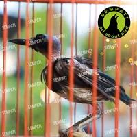 Gambar OBAT PENUMBUH BULU BURUNG ATASI BULU RONTOK PATAH MABUNG BERMASALAH dari Sempati Bird Shop undefined 4 Tokopedia