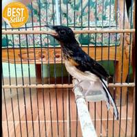 Gambar burung murai batu medan trotol jantan ring trah lapangan trah ekor panjang dari Raidahstore. undefined 3 Tokopedia
