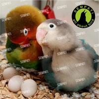 Gambar E-BREEDING EBOD JAYA VITAMIN BURUNG MERANGSANG BIRAHI dari Sempati Bird Shop undefined 4 Tokopedia
