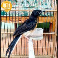Gambar burung murai batu medan trotol jantan ring trah lapangan trah ekor panjang dari Raidahstore. undefined 2 Tokopedia