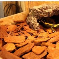 Gambar RUNE Forest Bark Alas Kandang Bedding Substrate Hewan Reptil Nomoy NC-03 - 650gram dari Praditya-Rahman232 undefined 3 Tokopedia