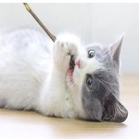 Gambar Pet Cat Natural Wooden Matatabi Stick Lafite Grass Toys Cat Catnip Molar Stick For Cleaning Tooth Silvervine Pet Toys Supplies dari ANAK HAYAMM43 undefined 3 Tokopedia
