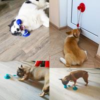 Gambar Dog Toys Pet Puppy Interactive Suction Cup Push TPR Ball Toys Molar Bite Toy Elastic Ropes Dog Tooth Cleaning Chewing Supplies dari budistore8665 undefined 4 Tokopedia