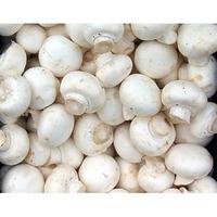 Gambar fResh- Jamur Champignon / Jamur Kancing Fresh 1kg dari MegahJaya3 undefined 1 Tokopedia