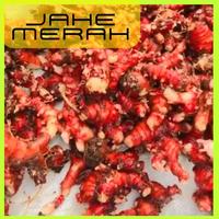 Gambar fResh- Jahe Merah Super Segar 1 kg Asli Lokal medan dari MegahJaya3 undefined 3 Tokopedia