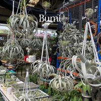 Gambar Tillandsia xerographica : King of Tillandsia - BUMI AIR PLANTS Tanaman Udara Orchids dari Dadanzz7061 undefined 2 Tokopedia