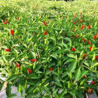 Gambar Isi 2250 Butir Benih Cabe Rawit PELITA 8 F1. Bibit Cabe Rawit Panah Merah dari CVGEJAYANMART undefined 4 Tokopedia