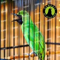 Gambar GURAH NATURAL HERBS BNR OBAT BURUNG SAKIT PERNAFASAN BATUK BERDAHAK BERLENDIR dari kicau mania-1997 undefined 3 Tokopedia