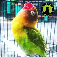 Gambar Premia Core Size S 250gram Premium Daily Bird Food Pakan Harian Burung Parrot Finch Kenari Afgrey Sunconure Pur Pelet Burung Paruh Bengkok Parkit Blackthroat dari kicau mania-1997 undefined 3 Tokopedia