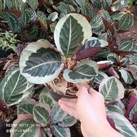 Gambar Tanaman Hias Calathea Marion Besar Siap Tanam Bunga Calatea Marion dari LarasFloraa undefined 2 Tokopedia
