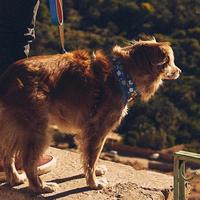 Gambar Zee Dog Yansun Air Mesh Harness - Pet Dog Tali Tuntun Anjing Hewan dari goodtimae undefined 3 Tokopedia