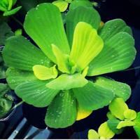 Gambar Apu-apu (Pistia Stratiotes) Isi 5 Pcs dari BUMI TANI IND undefined 2 Tokopedia
