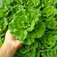 Gambar Apu-apu (Pistia Stratiotes) Isi 5 Pcs dari BUMI TANI IND undefined 1 Tokopedia