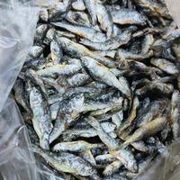 Gambar IKAN DANAU BILIS/BILIH TAWAR PADANG dari ON anubis undefined 3 Tokopedia