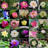 Gambar Biji Benih Bibit Bunga Lotus Mini Seroja Mix Color dari titagardens undefined 1 Tokopedia