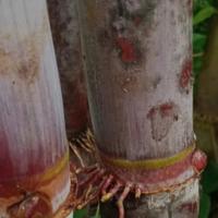 Gambar Bibit Tebu Hitam Jumbo Tiwu Merah Giant Langka 1 Batang Lebih 10 Ruas Pasti Tumbuh Organik Lebih Besar dari Mustika Djamue undefined 1 Tokopedia