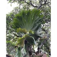 Gambar Platycerium Wandae Sp | Tanaman Hias | Platycerium Plant's - 12-20cm dari TOKO AGANE undefined 1 Tokopedia