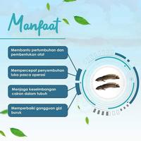 Gambar u SR12 Susu Kambing Etawa 600gr 200gr Susu Go milku Bubuk Vanial dari Ananda Milk undefined 3 Tokopedia