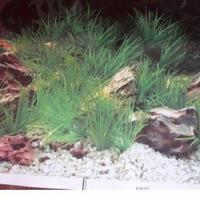 Gambar Background Aquarium Latar Gambar 30 40 50 60 cm Harga Per Meter - 40cm dari Nataqua2 undefined 2 Tokopedia