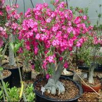 Gambar (Selalu Fresh) Biji adenium Obesum,Kamboja Jepang dari dimashopingshoping undefined 2 Tokopedia